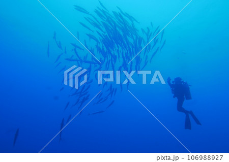 Scuba diving at Blue corner in Palau. Diving on the reefs of the Palau archipelago. 106988927