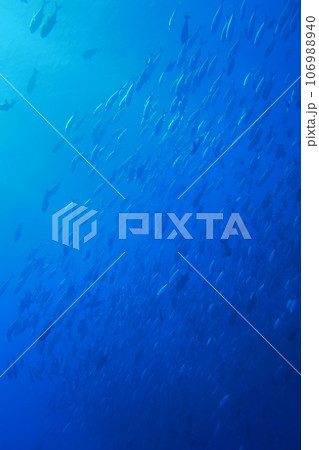 Scuba diving at Blue corner in Palau. Diving on the reefs of the Palau archipelago. 106988940