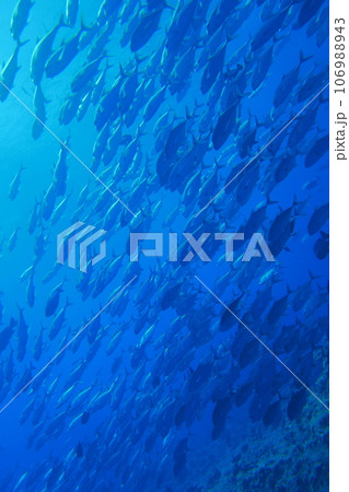 Scuba diving at Blue corner in Palau. Diving on the reefs of the Palau archipelago. 106988943