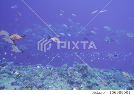 Scuba diving at Blue corner in Palau. Diving on the reefs of the Palau archipelago. Scuba diving at Blue corner in Palau. Diving on the reefs of the Palau archipelago. 106989001
