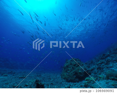 Scuba diving at Blue corner in Palau. Diving on the reefs of the Palau archipelago. 106989091