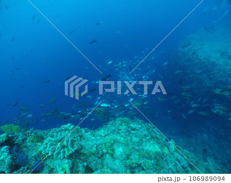 Scuba diving at Blue corner in Palau. Diving on the reefs of the Palau archipelago. Scuba diving at Blue corner in Palau. Diving on the reefs of the Palau archipelago. 106989094