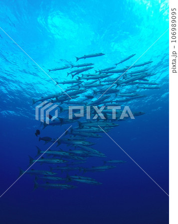 Scuba diving at Blue corner in Palau. Diving on the reefs of the Palau archipelago. 106989095