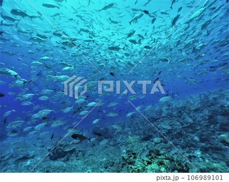 Scuba diving at Blue corner in Palau. Diving on the reefs of the Palau archipelago. 106989101