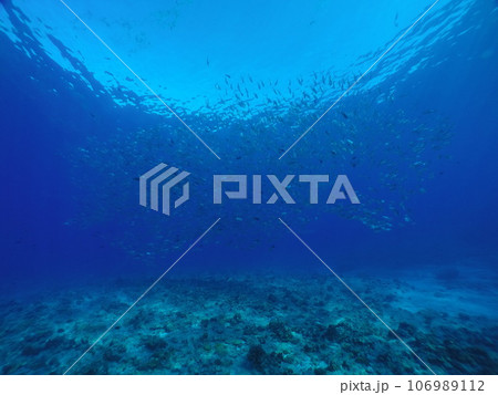 Scuba diving at Blue corner in Palau. Diving on the reefs of the Palau archipelago. 106989112