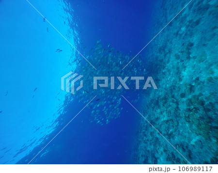 Scuba diving at Blue corner in Palau. Diving on the reefs of the Palau archipelago. Scuba diving at Blue corner in Palau. Diving on the reefs of the Palau archipelago. 106989117