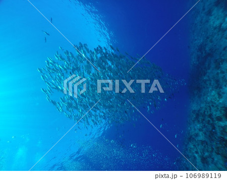 Scuba diving at Blue corner in Palau. Diving on the reefs of the Palau archipelago. Scuba diving at Blue corner in Palau. Diving on the reefs of the Palau archipelago. 106989119