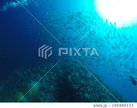 Scuba diving at Blue corner in Palau. Diving on the reefs of the Palau archipelago. Scuba diving at Blue corner in Palau. Diving on the reefs of the Palau archipelago. 106989133