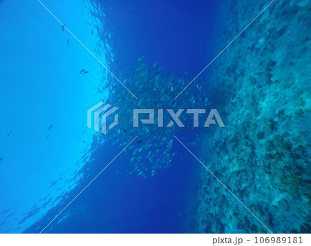 Scuba diving at Blue corner in Palau. Diving on the reefs of the Palau archipelago. 106989181