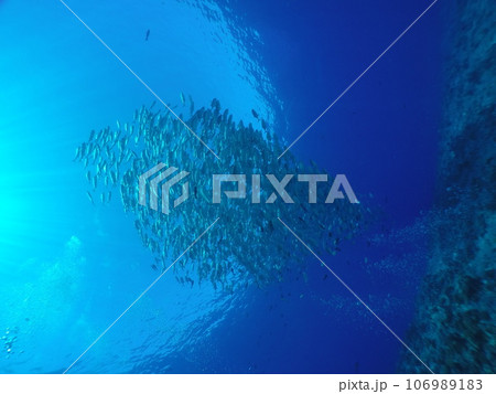 Scuba diving at Blue corner in Palau. Diving on the reefs of the Palau archipelago. 106989183