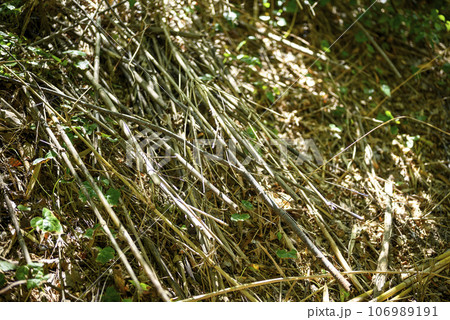 山 森 手入れ 枝打ち イメージ 106989191