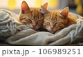 Cute ginger kittens sleeping on knitted plaid, closeup 106989251