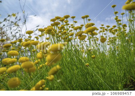 青空に向かって咲くコツラ 106989457