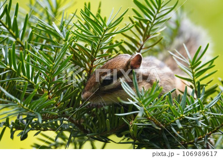 イチイの茂みから顔を出す可愛いシマリス 106989617