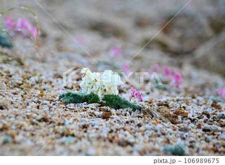 北アルプス燕岳に咲く白いコマクサ 106989675