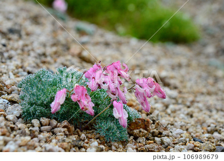 北アルプスに咲く高山植物の女王「コマクサ」 北アルプスに咲く高山植物の女王「コマクサ」 106989679