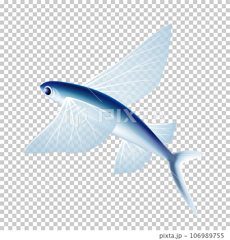トビウオ トビウオ 106989755