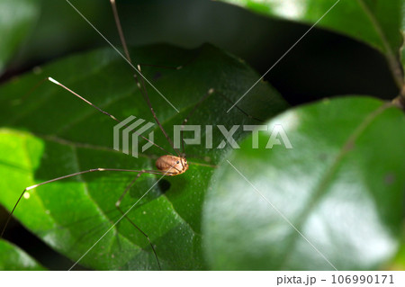 深緑の大葉の上にモエギザトウムシ（マクロレンズ使用・ストロボ＋自然光・接写写真） 106990171