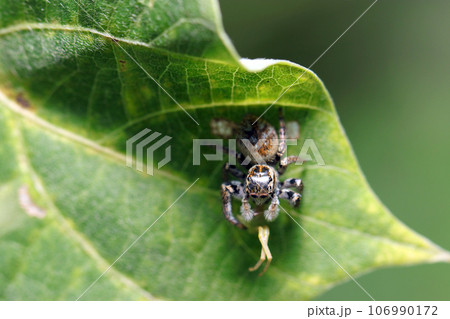葉の陰で蜘蛛を捕獲、食事中のネコハエトリ蜘蛛（メス・マクロレンズ使用・ストロボ＋自然光・接写写真） 106990172