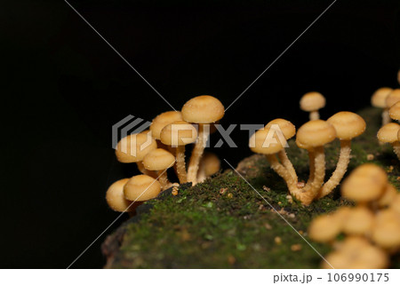 黒背景に小さく群生するセンボンイチメガサ茸（マクロレンズ使用・ストロボ＋自然光・接写写真） 106990175