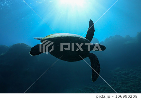太陽を背に泳ぐウミガメ_三宅島 太陽を背に泳ぐウミガメ_三宅島 106990208