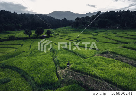 Green rice fields in the countryside at dusk Green rice fields in the countryside at dusk 106990241