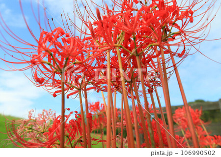 青空に映える彼岸花 106990502