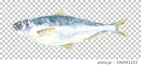 水彩で描いたニシンのイラスト 106991203