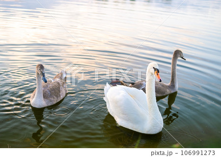 White and gray swans swimming on lake water in summer. 106991273