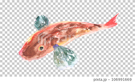 水彩畫的魴魚插圖 106991669