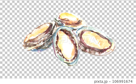 Illustration of abalone painted in watercolor Illustration of abalone painted in watercolor 106991674