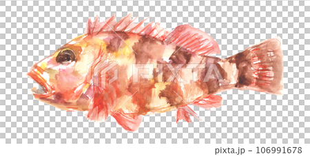 水彩で描いたカサゴのイラスト 106991678
