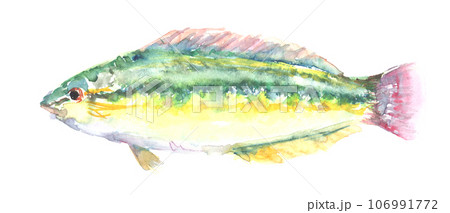 水彩で描いたキュウセンのイラスト 106991772