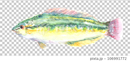 水彩で描いたキュウセンのイラスト 106991772