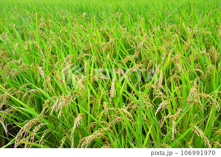 初秋の稲穂 初秋の稲穂 106991970