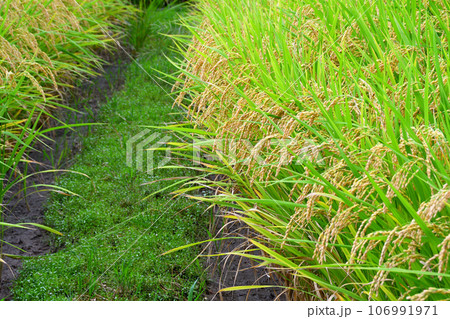 初秋の稲穂 初秋の稲穂 106991971