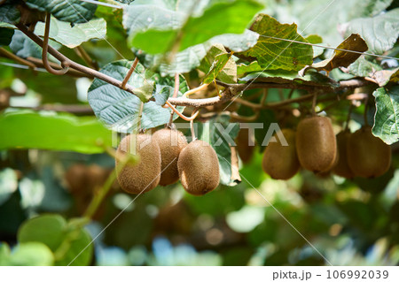 畑に実ったキウイフルーツ 106992039