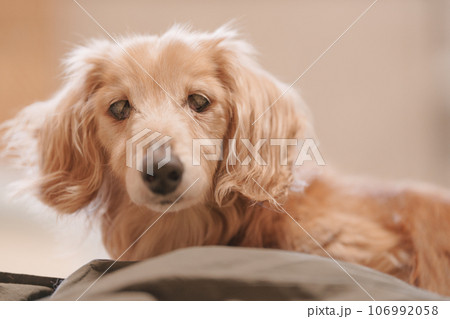 老犬ミニチュアダックスフンド 106992058