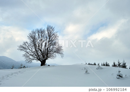 Moody winter landscape with dark bare tree on covered with fresh fallen snow field in wintry mountains on cold gloomy day. Moody winter landscape with dark bare tree on covered with fresh fallen snow field in wintry mountains on cold gloomy day. 106992184