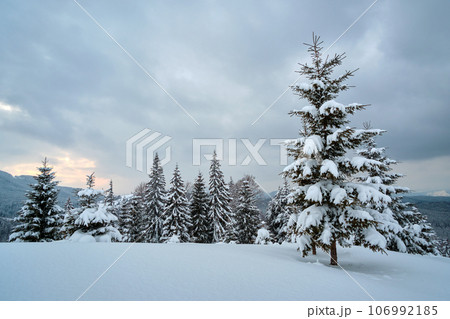 Moody landscape with pine trees covered with fresh fallen snow in winter mountain forest in cold gloomy evening. Moody landscape with pine trees covered with fresh fallen snow in winter mountain forest in cold gloomy evening. 106992185