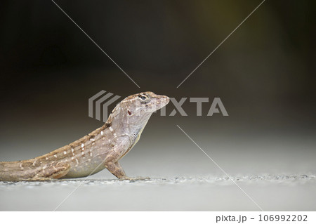 Macro closeup of blown alone lizard warming on summer sun. Anolis sagrei small reptile in native to Florida USA 106992202