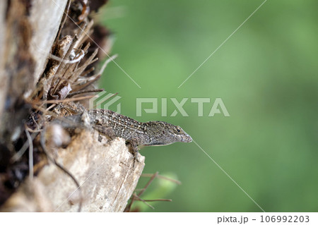 Macro closeup of blown alone lizard warming on summer sun. Anolis sagrei small reptile in native to Florida USA 106992203