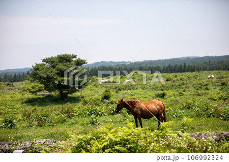 Horse pasture in the mid-mountainous region of Hallasan Mountain on Jeju Island, South Korea Horse pasture in the mid-mountainous region of Hallasan Mountain on Jeju Island, South Korea 106992324
