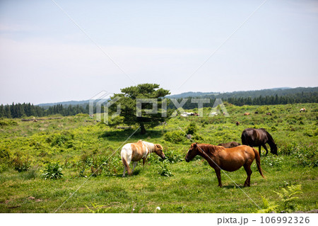 Horse pasture in the mid-mountainous region of Hallasan Mountain on Jeju Island, South Korea Horse pasture in the mid-mountainous region of Hallasan Mountain on Jeju Island, South Korea 106992326