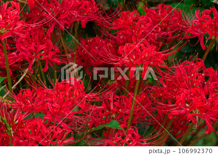 赤い彼岸花【晩夏】【初秋】 赤い彼岸花【晩夏】【初秋】 106992370
