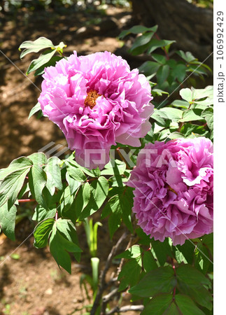 川口散歩：真言宗智山派 地蔵院　境内のボタン　川口市桜町 106992429