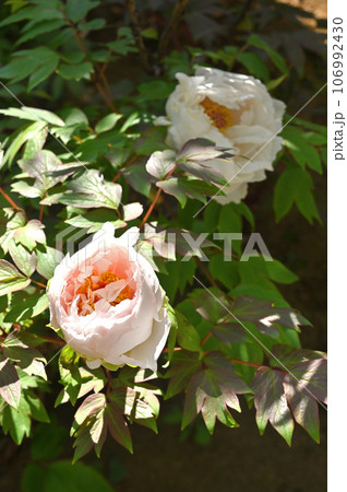 川口散歩:真言宗智山派 地蔵院 境内のボタン 川口市桜町 川口散歩:真言宗智山派 地蔵院 境内のボタン 川口市桜町 106992430