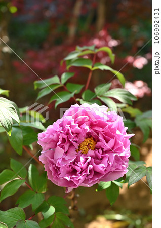 川口散歩:真言宗智山派 地蔵院 境内のボタン 川口市桜町 川口散歩:真言宗智山派 地蔵院 境内のボタン 川口市桜町 106992431