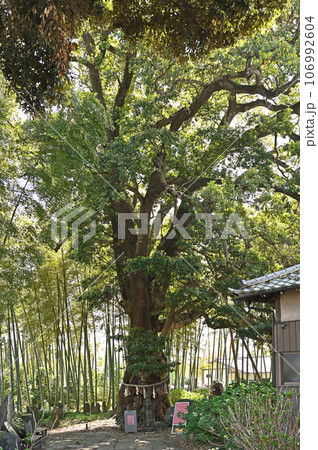 川口散歩:真言宗智山派 地蔵院 御神木 川口市桜町 川口散歩:真言宗智山派 地蔵院 御神木 川口市桜町 106992604