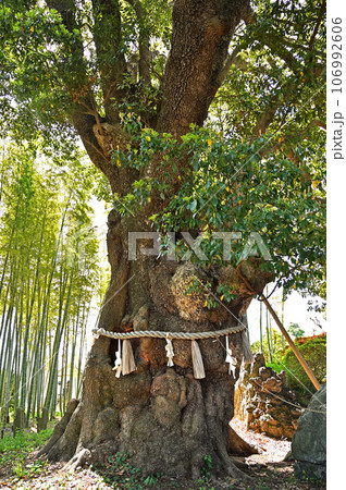 川口散歩:真言宗智山派 地蔵院 御神木 川口市桜町 川口散歩:真言宗智山派 地蔵院 御神木 川口市桜町 106992606